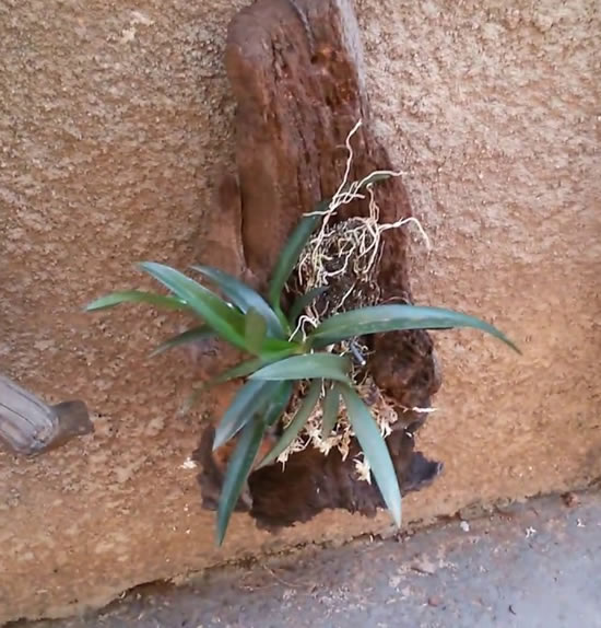 Dicas para plantar orquídeas em troncos
