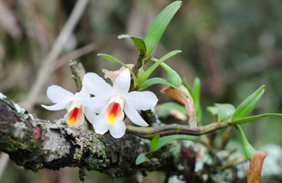 Como plantar orquídeas em troncos