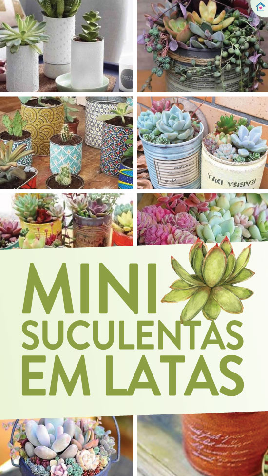 15 inspirações de mini suculentas em latas