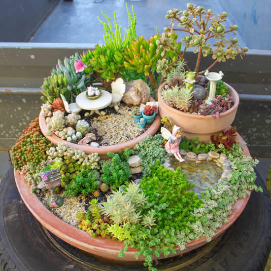 Lindo mini jardim com cactos e suculentas