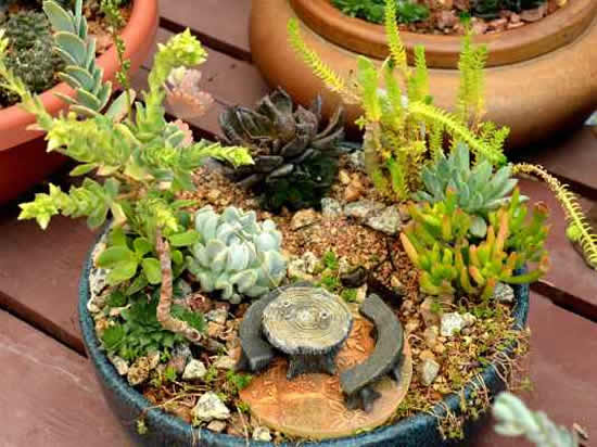 Mini jardim com cactos e suculentas para inspiração