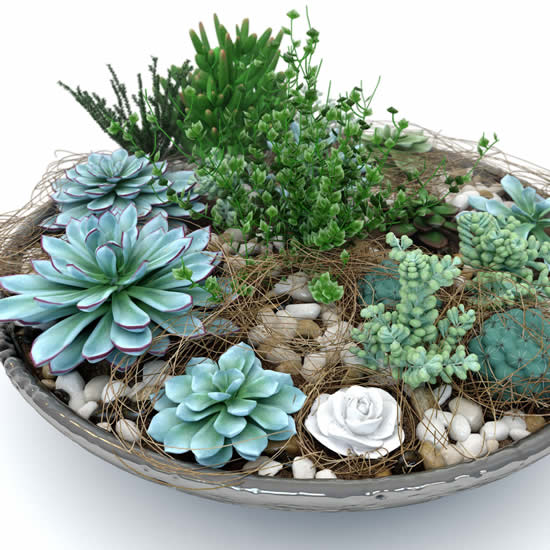 Mini jardim com suculentas e cactos