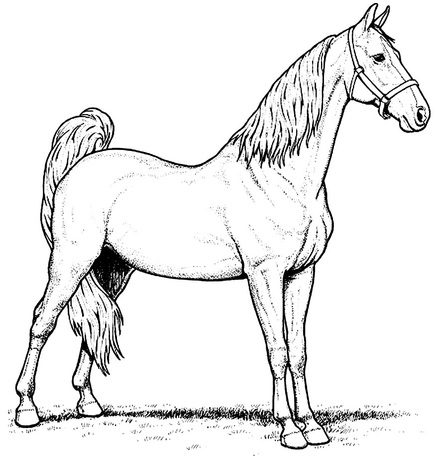 50+ Desenhos de Cavalos para colorir - Dicas Práticas
