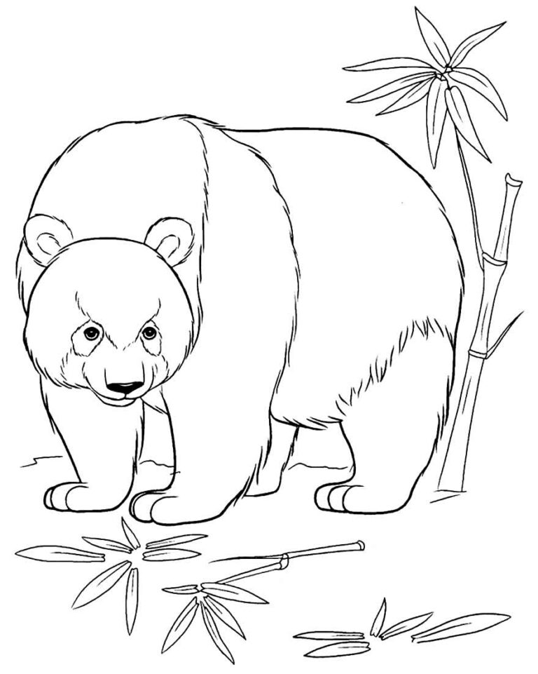 Desenhos De Panda Para Colorir Dicas Pr Ticas