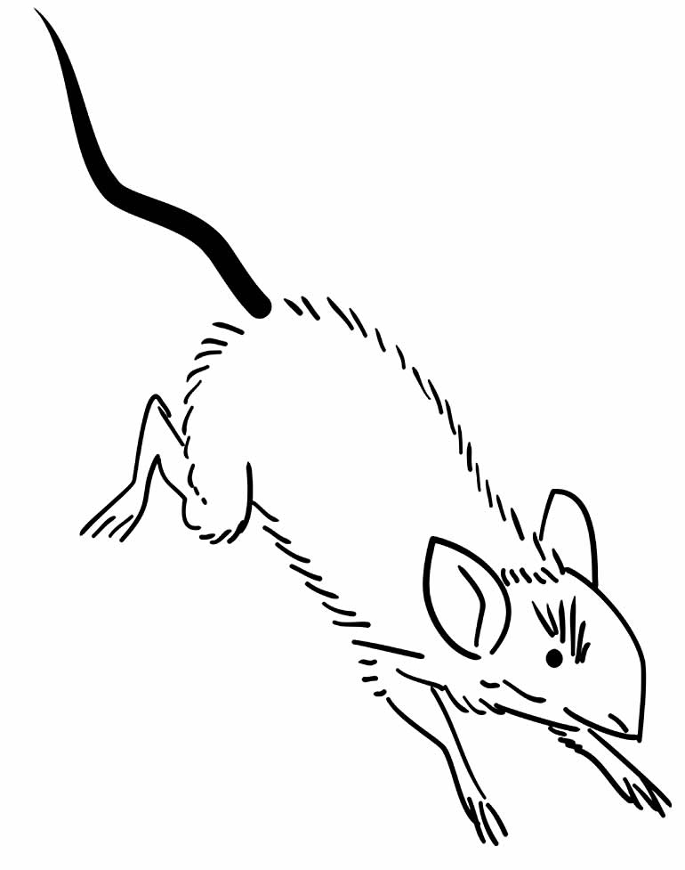 Desenho lindo de Ratinho