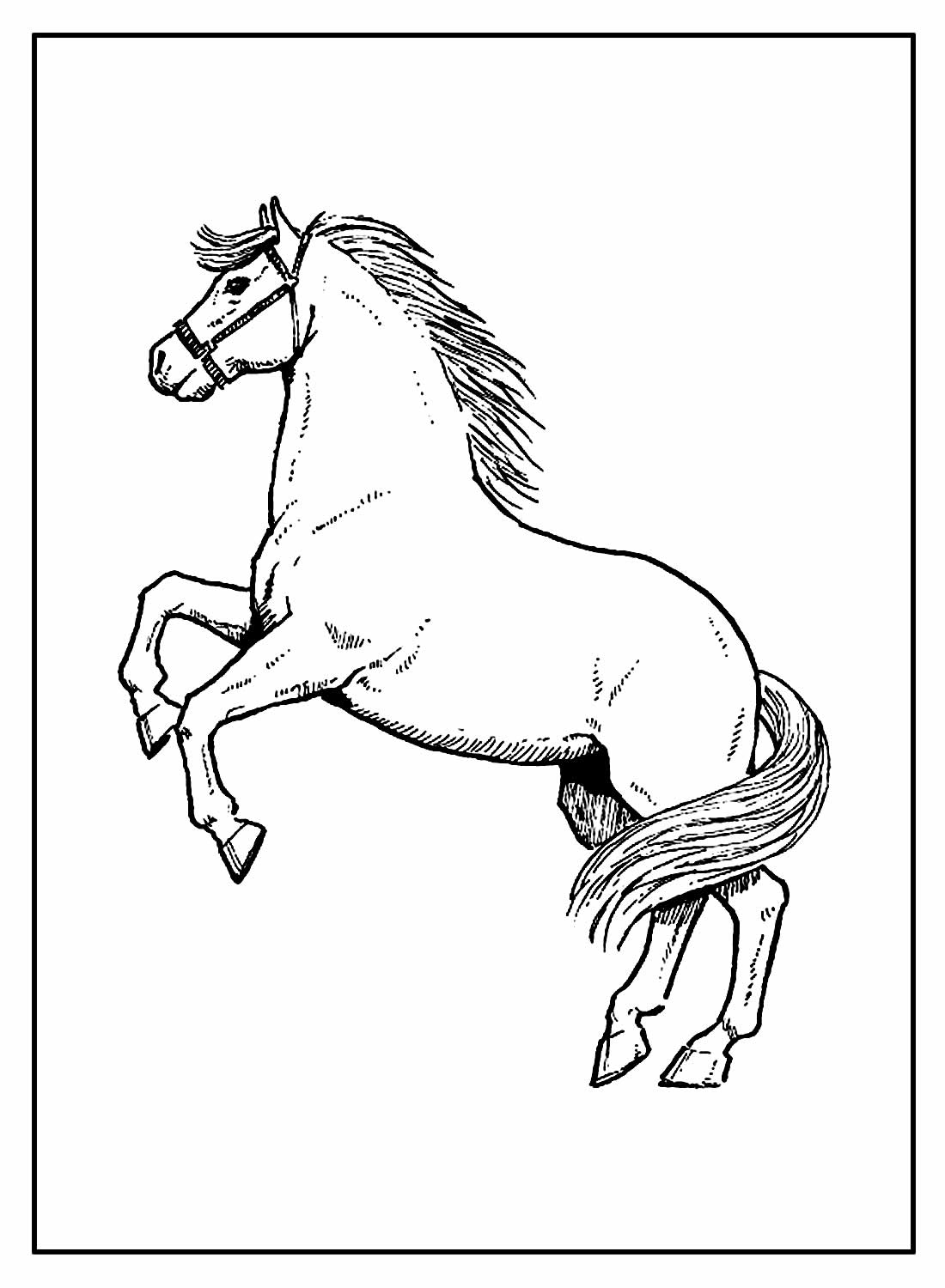Desenhos de Cavalos para colorir