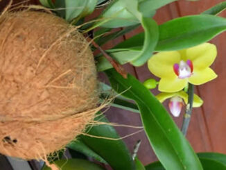 Orquídea no Coco